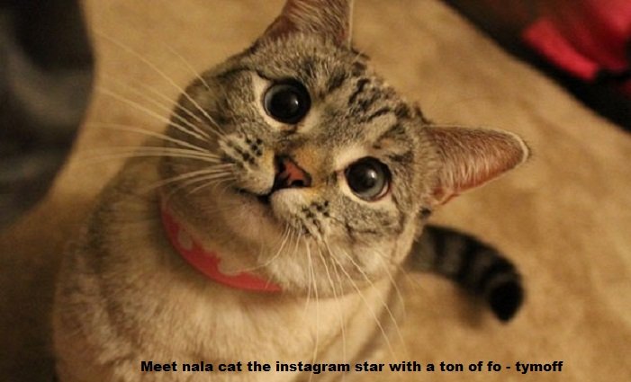 meet nala cat the instagram star with a ton of fo - tymoff