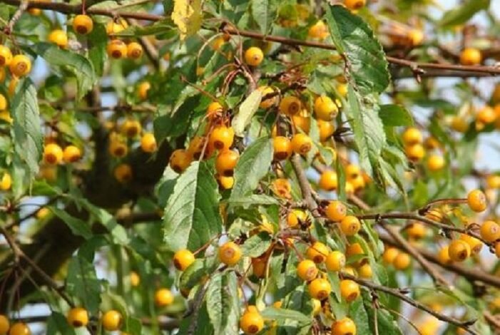 brouwer fruit - kersen verkoop