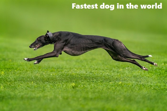 fastest dog in the world