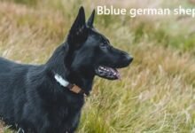 blue german shepherd