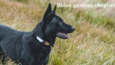 blue german shepherd