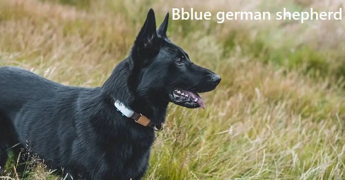 blue german shepherd