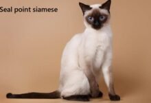 seal point siamese