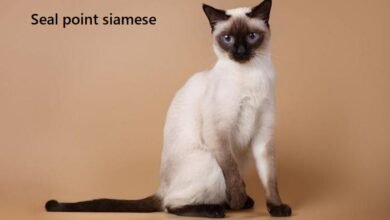 seal point siamese