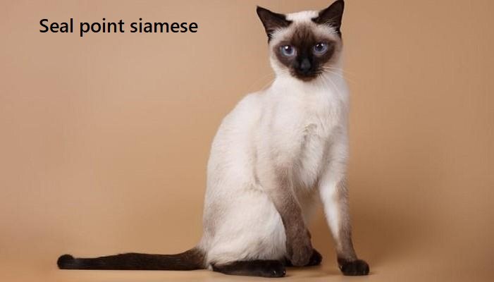 seal point siamese